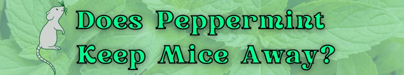 Does Peppermint keep mice away? - Gilford Hardware & Outdoor Power Equipment