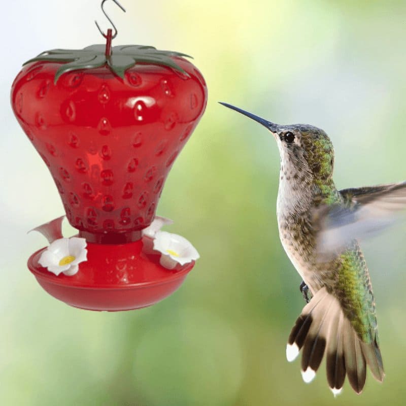 Audubon Strawberry Hummingbird Bird Feeder 40 oz. | Gilford Hardware