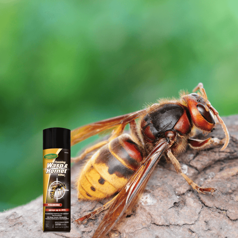 Green Thumb Foaming Wasp & Hornet Spray | Gilford Hardware