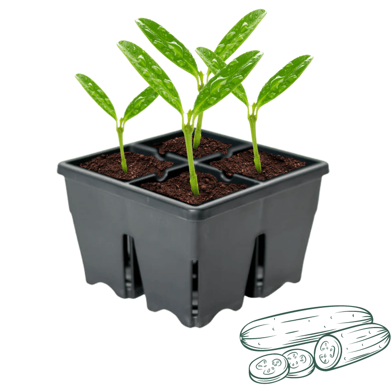 King Farm Bushcrop Cucumber Starter 4-Pack. |  | Gilford Hardware & Outdoor Power Equipment