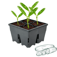 Thumbnail for King Farm Bushcrop Cucumber Starter 4-Pack. |  | Gilford Hardware & Outdoor Power Equipment