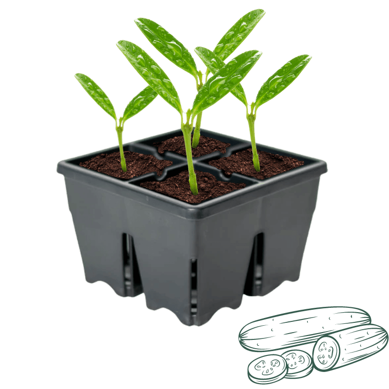 King Farm Marketmore Cucumber Starter 4-Pack. |  | Gilford Hardware & Outdoor Power Equipment