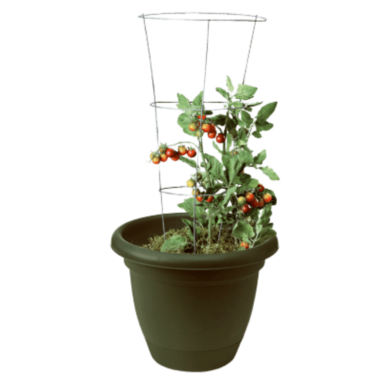 Panacea Steel Tomato Cage 33 in. H x 12 W  | Gilford Hardware 